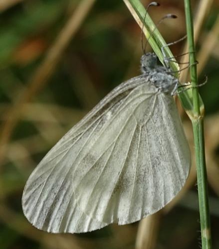 Leptidea sp.
